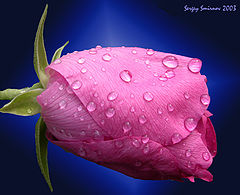 photo "Like a rose"