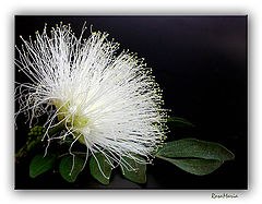 photo "White Sponge"