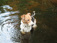 photo "FoxTerrier"