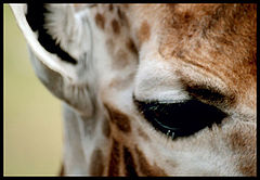 photo "Giraf eye..."