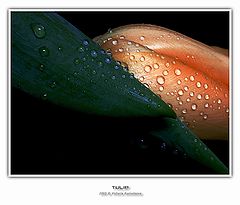 фото "Tulip"