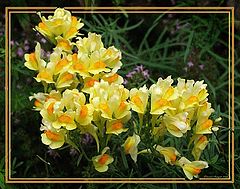 photo "Wild Bunch"