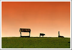 фото "Red fields"