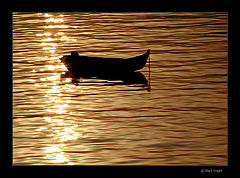 photo "Golden Sea"