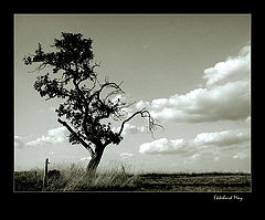 photo "tree, some clouds"