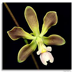 photo "Encyclia patens"