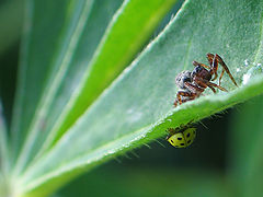 photo "Two predators - terrible and beautiful."