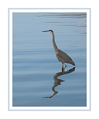 photo "Blue Heron in Blue"