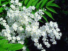 photo "Snow white"