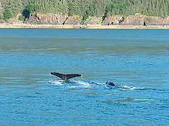 фото "Encounter with wild life"
