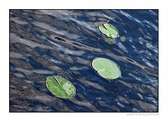 фото "Three swimmers"