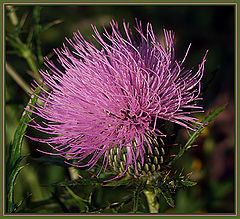 photo "Summer Breeze"