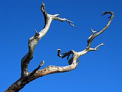 фото "Reaching Out"