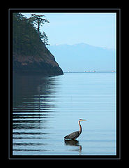 photo "Heron #3"
