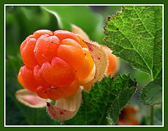 фото "Морошка"