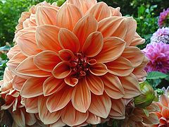 photo "A plena flor"
