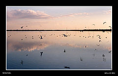 photo "Reflections"