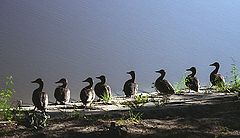 photo "Ducks"