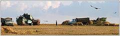 photo "Field of the battle for harvest"