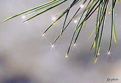 photo "Sparkles in the mist"
