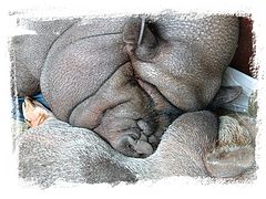 photo "A pig`s life"