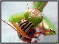 photo "banquet"