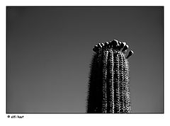 фото "mother cactus"