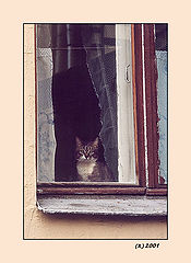 фото "Один дома.... :("