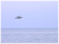 фото "Glining over the sea II"