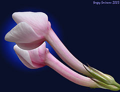 photo "Love"