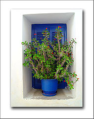 фото "The blue pot"