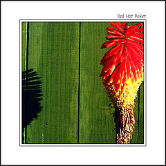 photo "Red Hot Poker"