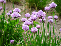 photo "Violet onion"
