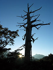 фото "Sunrise with Tree"