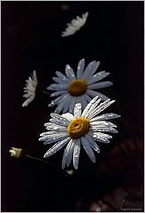 photo "без имени"
