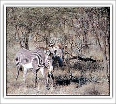 фото "Zebra`s"