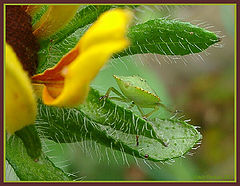 photo "Untitled photo"