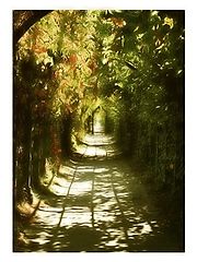 photo "-II-"