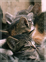 photo "Sleeping"