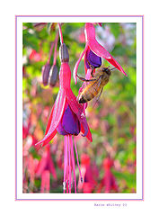 photo "Fuscia friend #2"
