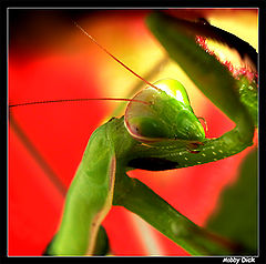 photo "portrait piligrimage"