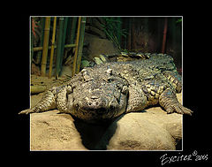 photo "about teeth"