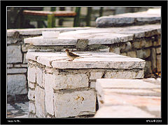 photo "ready to fly.."
