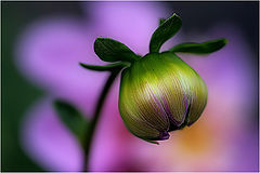 photo "Bud"