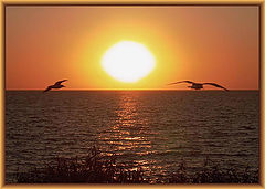 photo "Sea gulls"