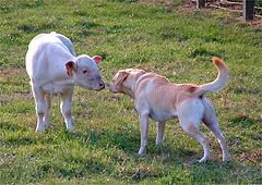 photo "Labrador and calf."