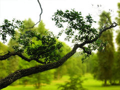 photo "Japanese motive"