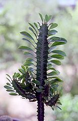 photo "Prickly cactus..."