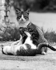 photo "Animal game"