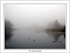 фото "черные птицы"